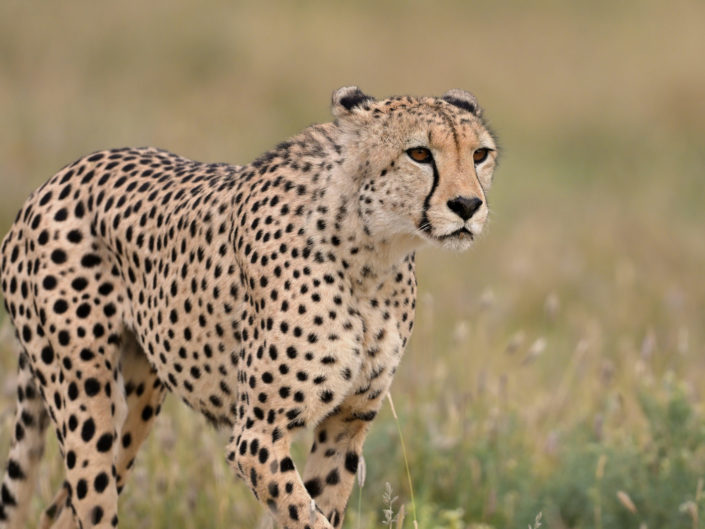 Male Cheetah Kgalagadi