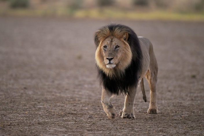 Kgalagadi Transfrontier Park