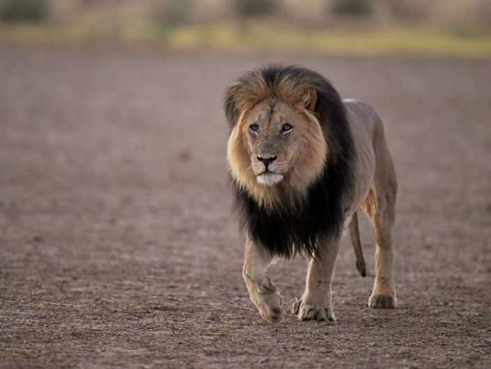 Kgalagadi Nossob River 2026
