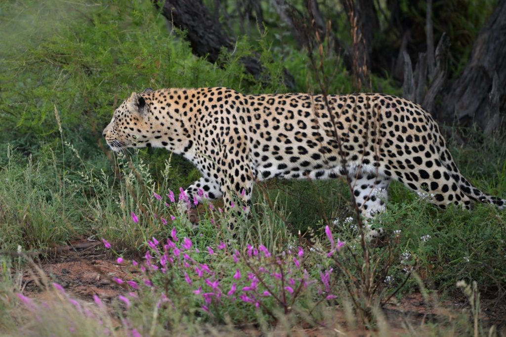 Leopard im Regen