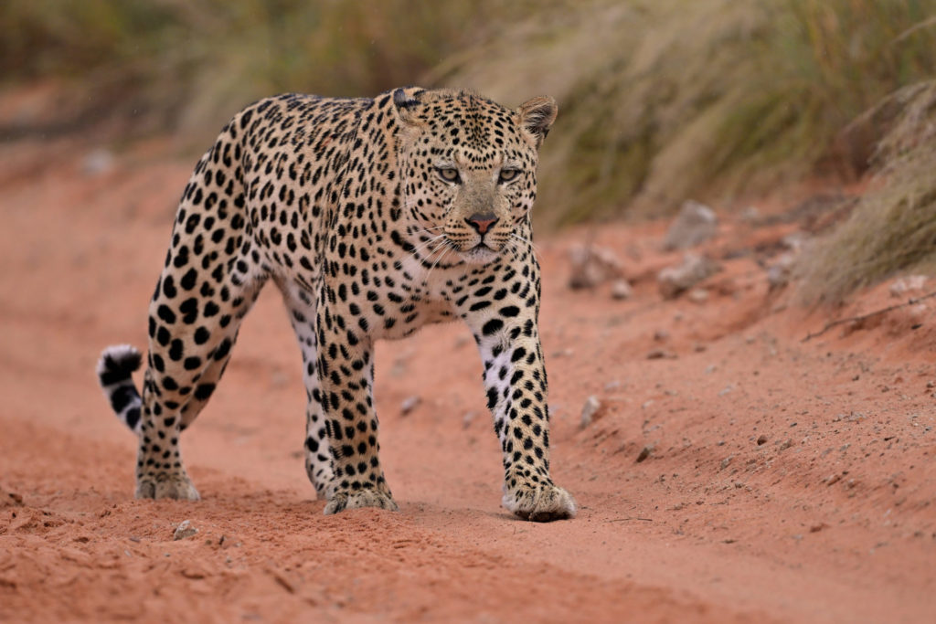 Leopard im Regen