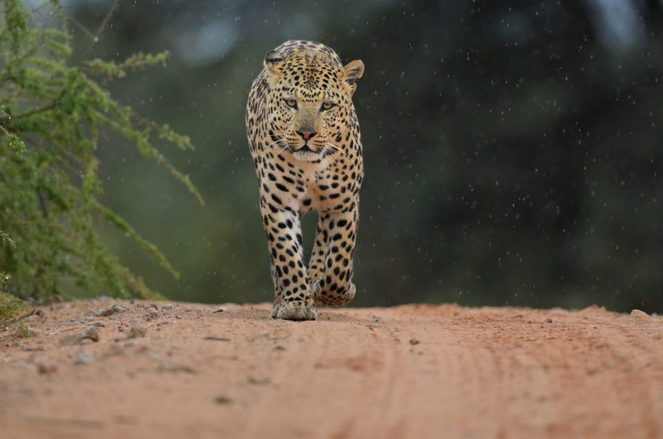 Leopard im Regen - eine Stunde allein mit einem König der Kalahari