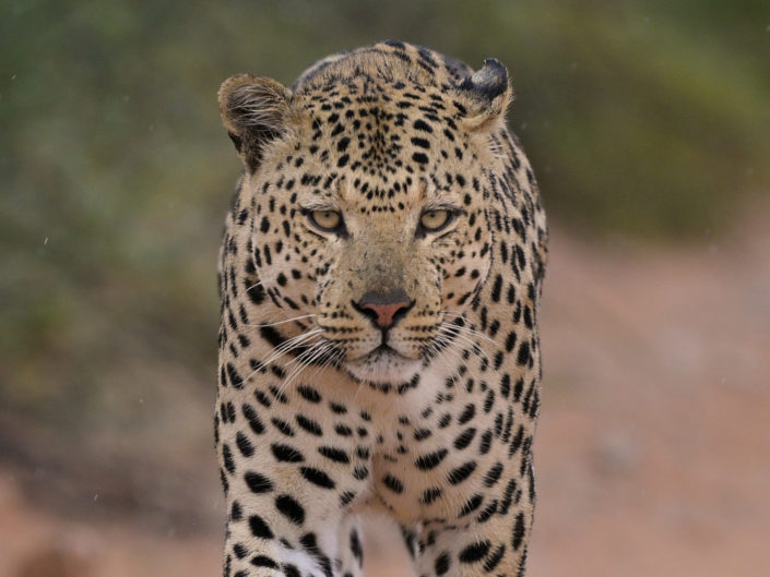 Male Leopard Kgalagadi