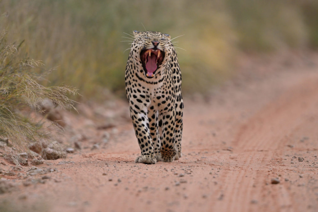 Leopard im Regen