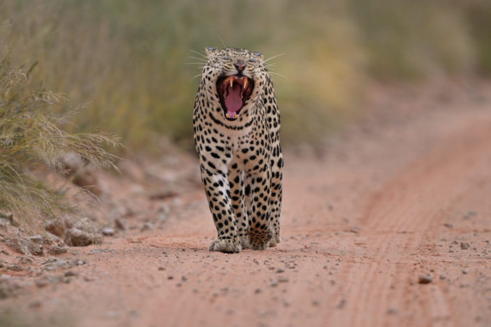 Leopard im Regen