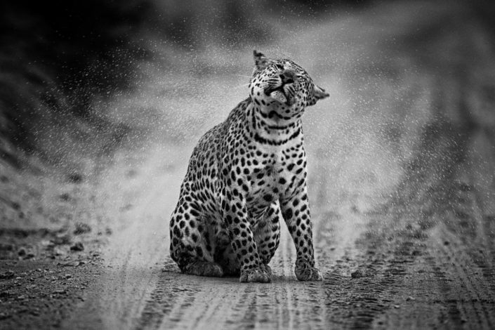 Leopard im Regen