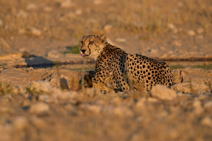 Kgalagadi Transfrontier Park