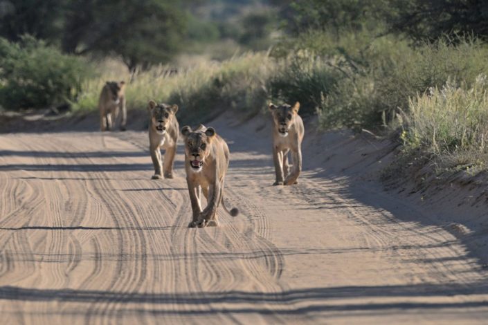 Kgalagadi Transfrontier Park