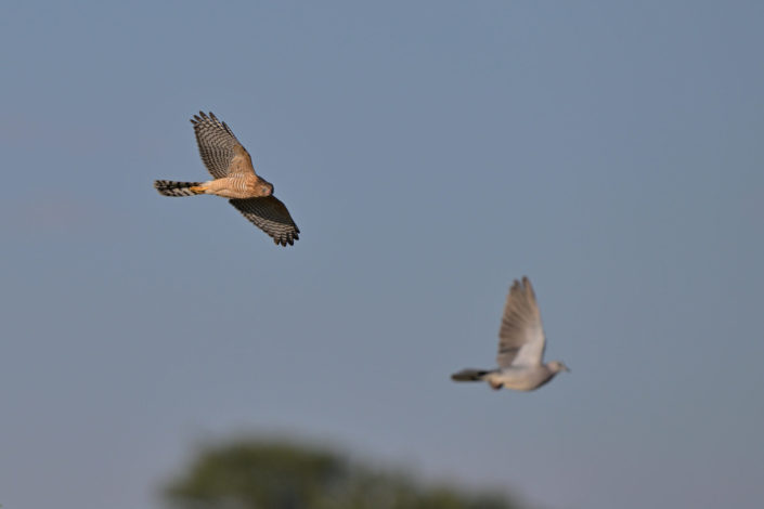 Greater Kestrel (Grosser Turmfalke), fokussiert Taube