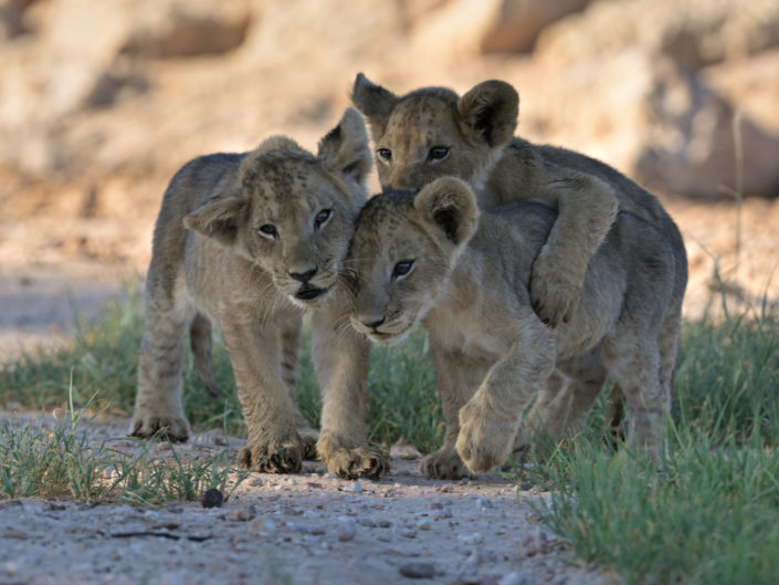 Kgalagadi Auob River 2026