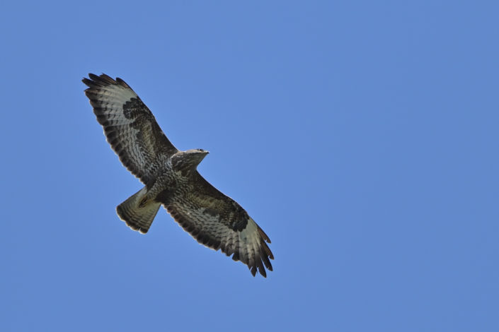 Mäusebussard
