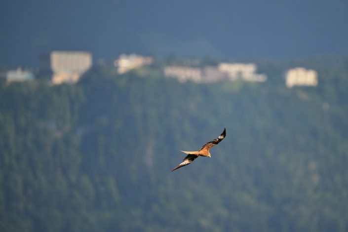 Bürgenstock Resort