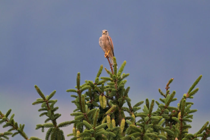 Turmfalke