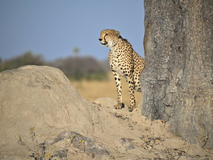Hwange National Park