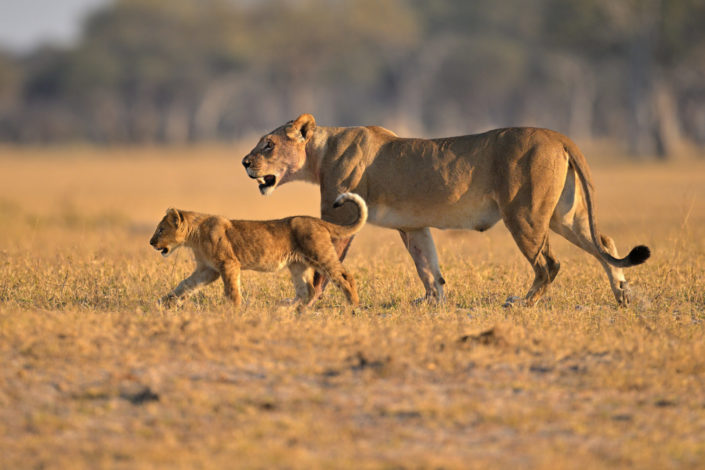 Eine Mutter der Ngamo Lion Pride Hwange bringt ihre Jungen zum Zebra-Kill