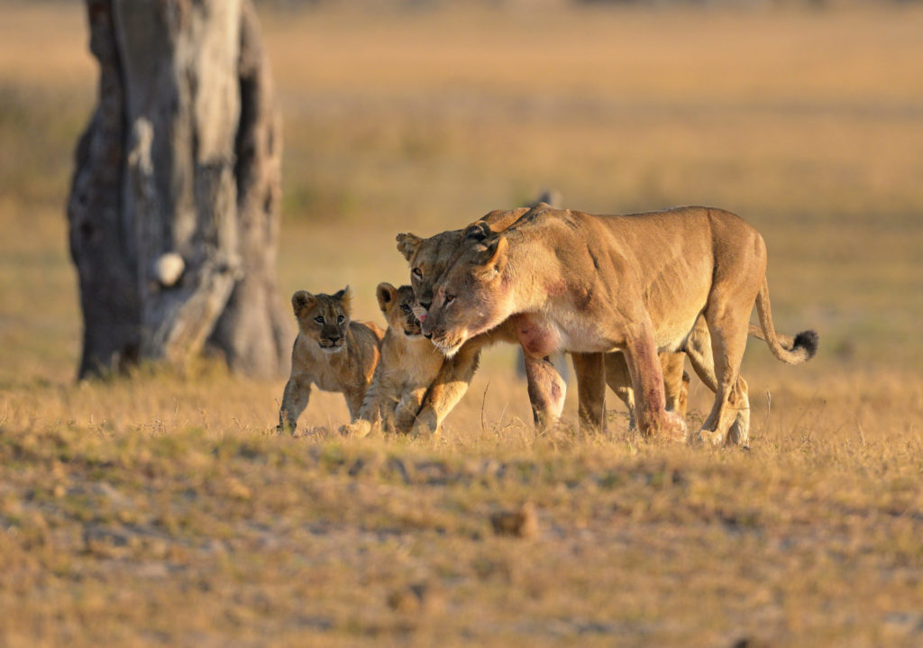 Typische Begrüssungs-Zeremonie von Löwen der Ngamo Lion Pride Hwange