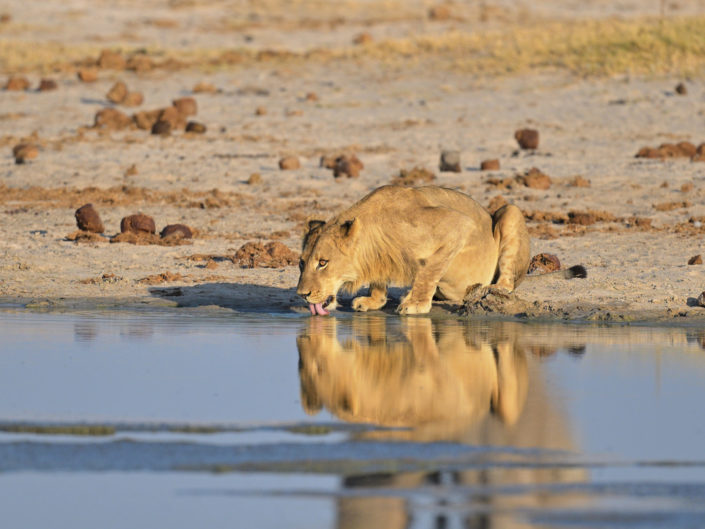 Löwen in Hwange