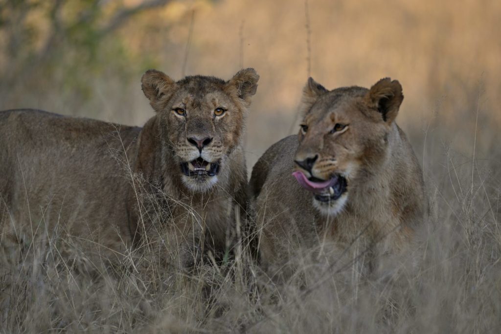 Zwei Löwen der Ngamo Pride an einem Zebra-Kill