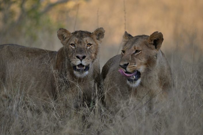 Zwei Löwen der Ngamo Pride an einem Zebra-Kill