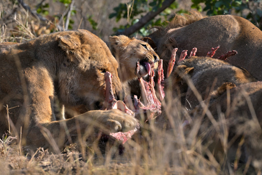 Ein junger Löwe der Ngamo Lion Pride frisst zum ersten Mal Fleisch