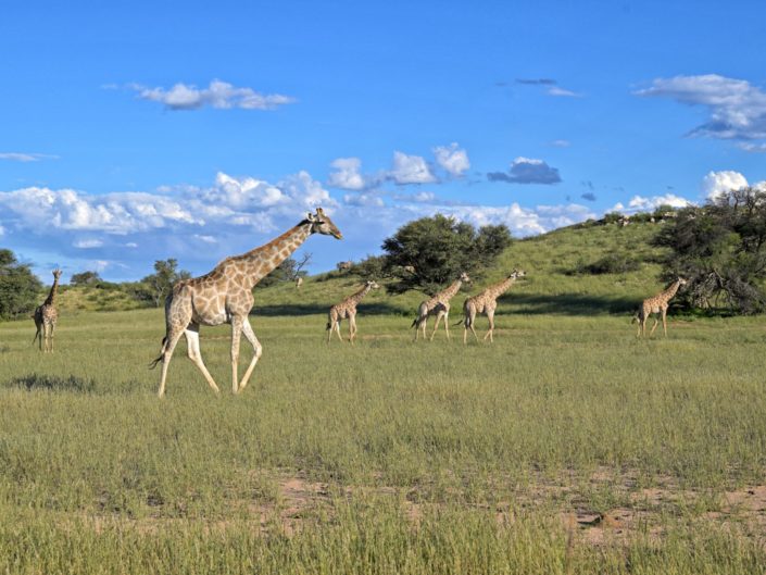 Giraffen im KTP