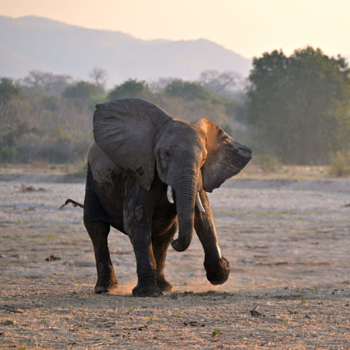 Elefant is dancing on the bush floor