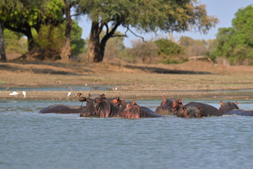 Hippos in ihrem Pool