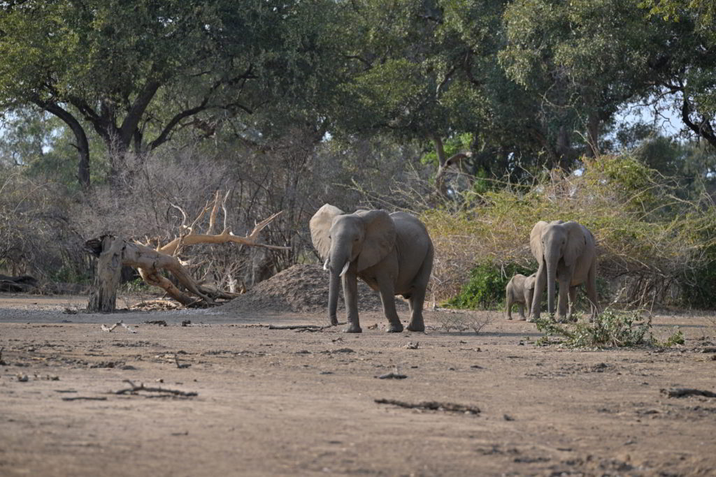Elefanten-Angriff Mana Pools
