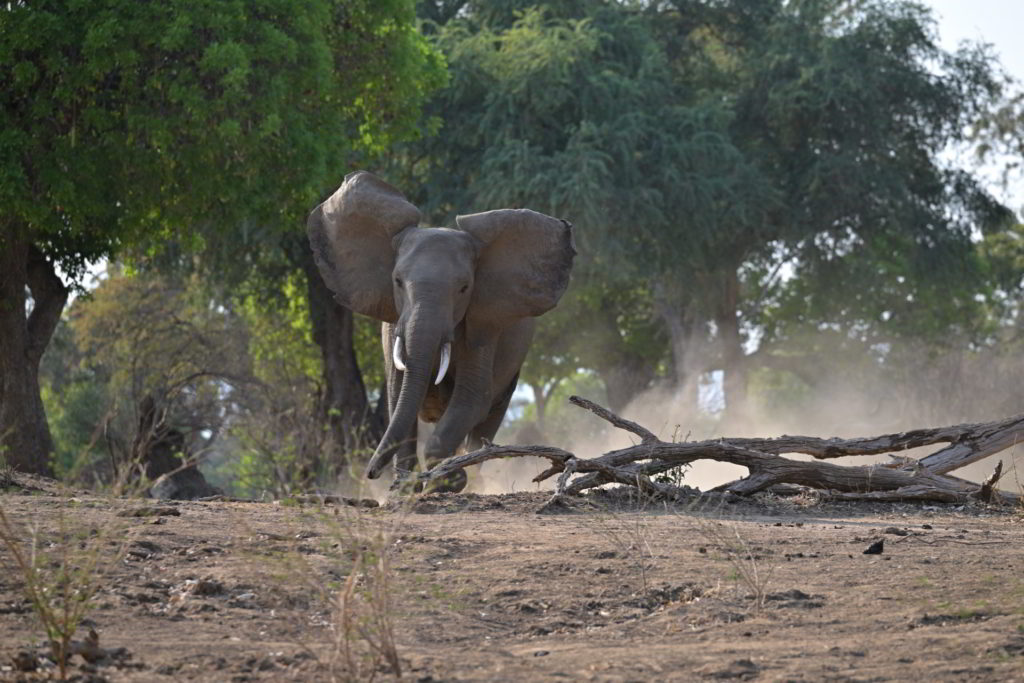 Elefanten-Angriff Mana Pools