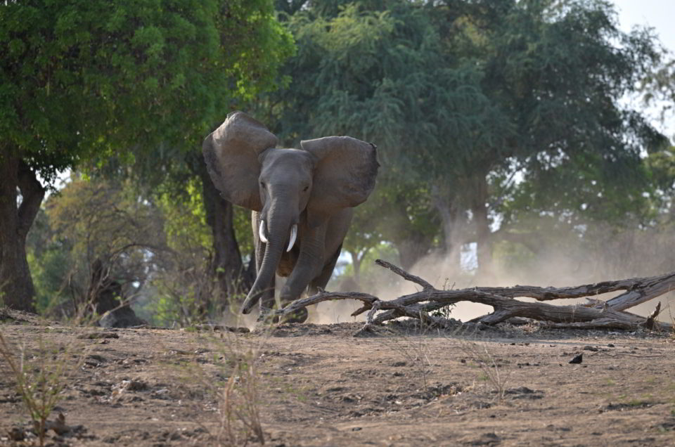 Elefanten-Angriff in Mana Pools