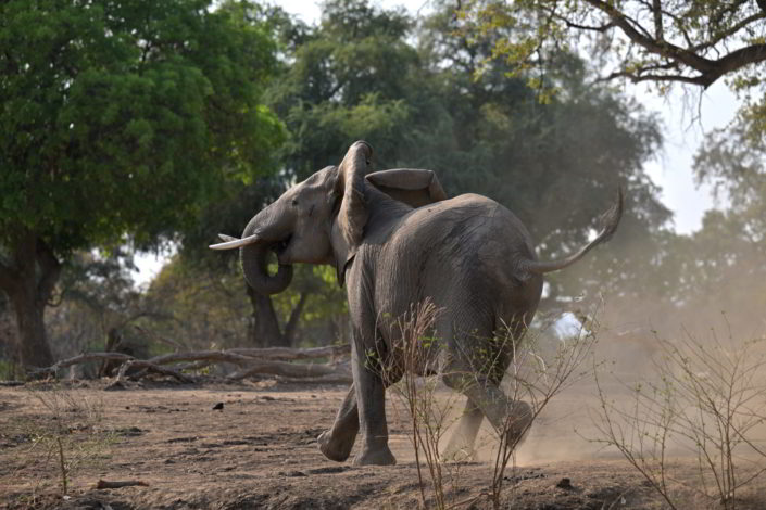 Elefanten-Angriff Mana Pools