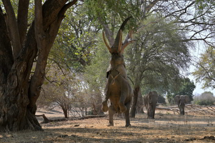 Vundu Camp, Mana Pool, Simbabwe