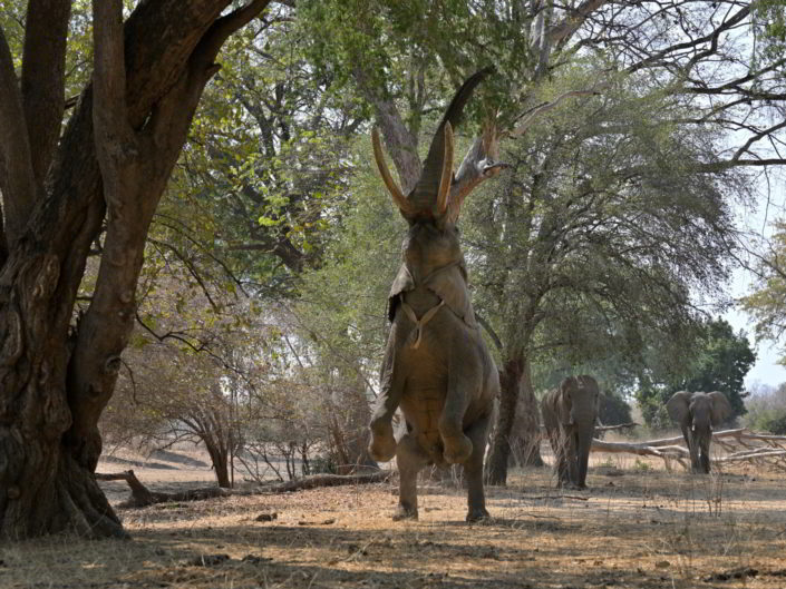 Vundu Mana Pools