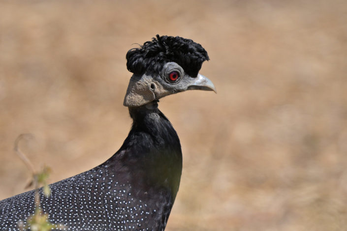 Kräuselhauben-Perlhuhn, sieht man nicht jeden Tag
