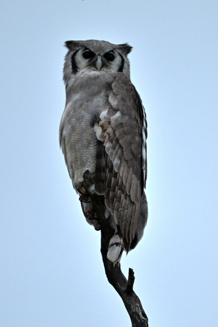 Raubvögel im KTP, Verreaux’s Eagle-Owl (Milchuhu)