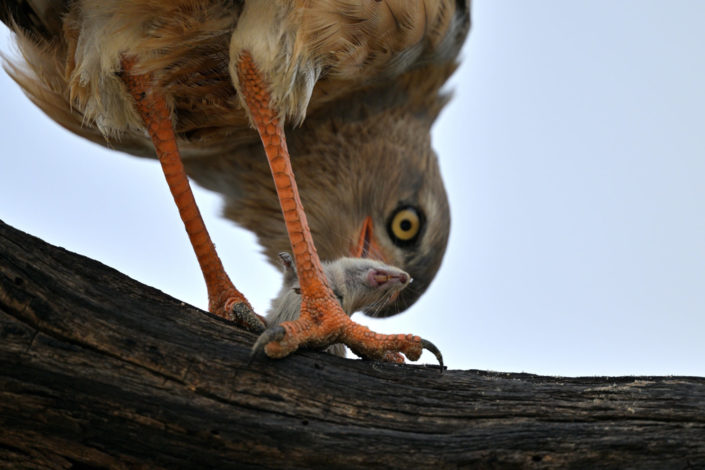 Raubvögel im KTP, Southern Pale Chanting Goshawk, Juvenile (Graubürzel-Singhabicht, Jungvogel)