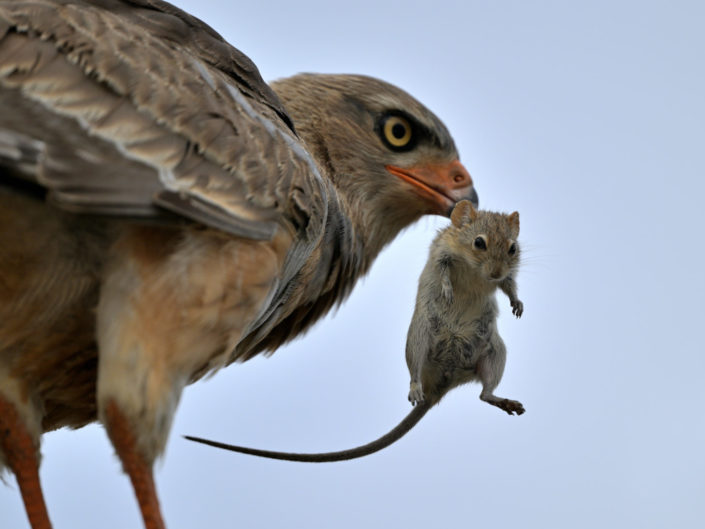 Raubvögel im KTP