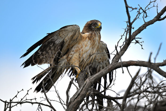 Raubvögel im KTP, Booted Eagle (Zwergadler)
