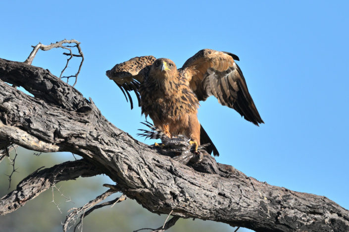 Raubvögel im KTP, Tawny Eagle (Raubadler) mit Beute