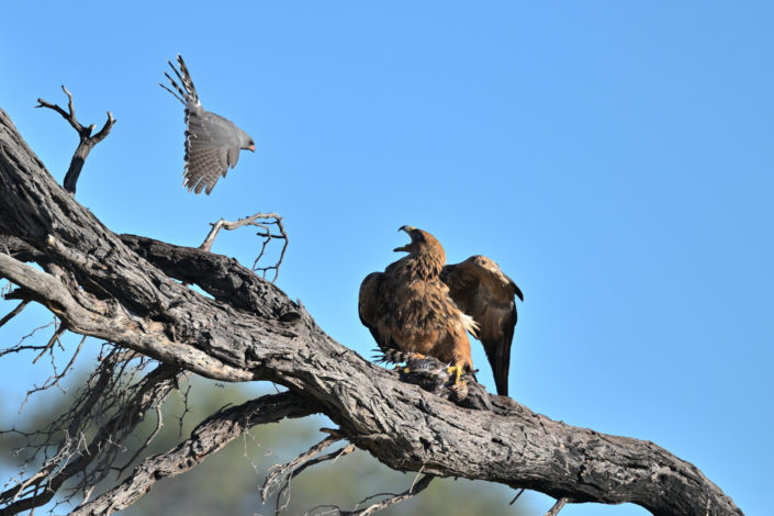 Pale Chanting Goshawk (Graubürzel-Singhabicht) bedrängt Tawny Eagle