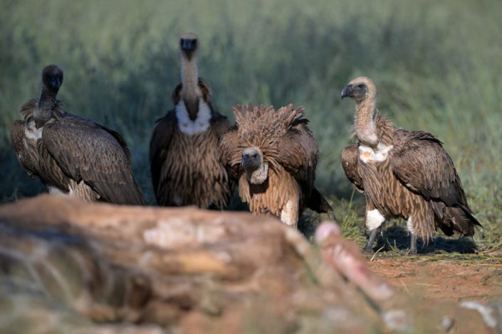 Raubvögel im KTP, White-backed Vultures (Weissrückengeier)
