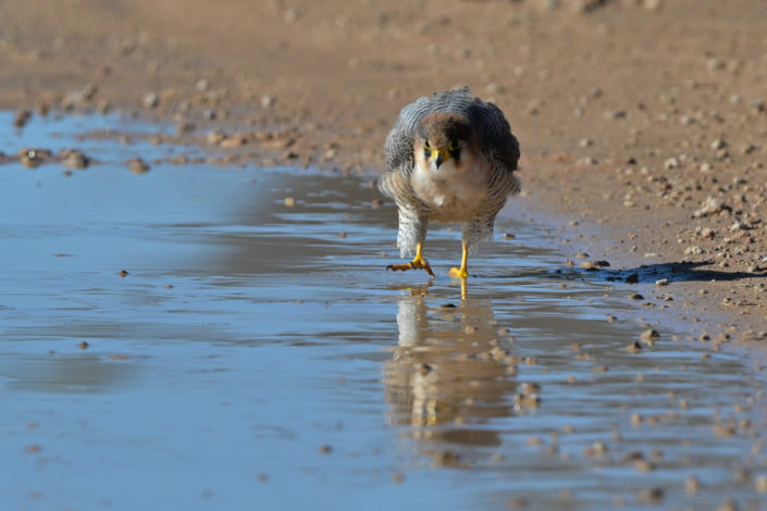 Raubvögel im KTP, Red-necked Falcon (Rotnackenfalke)