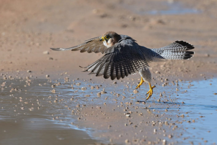Raubvögel im KTP, Red-necked Falcon (Rotnackenfalke)
