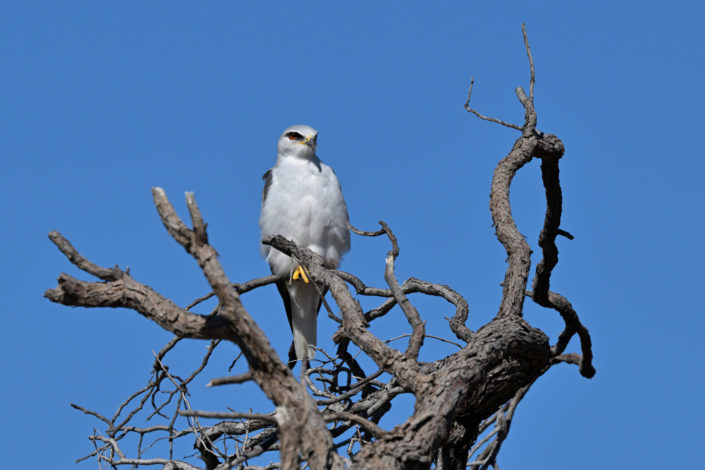 Raubvögel im KTP: Black-shouldered Kite (Gleitaar)