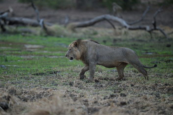 Vundu Camp, Mana Pool, Simbabwe