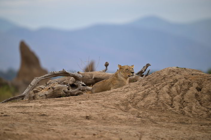 Vundu Camp, Mana Pool, Simbabwe