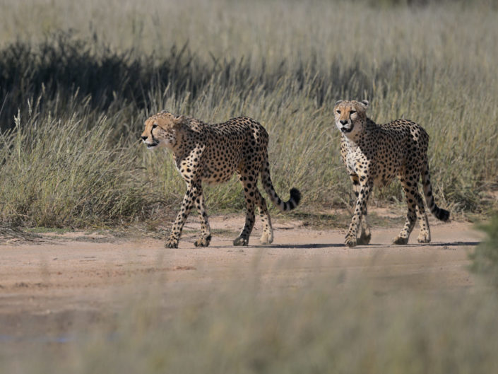 Cheetah Coalition