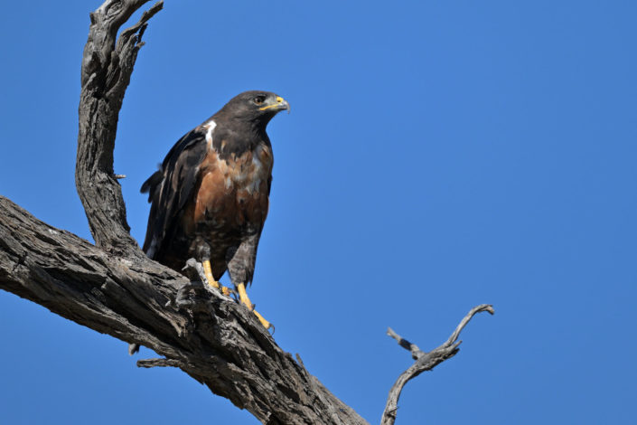 Raubvögel im KTP, Jackal Buzzard (Schakalbussard)