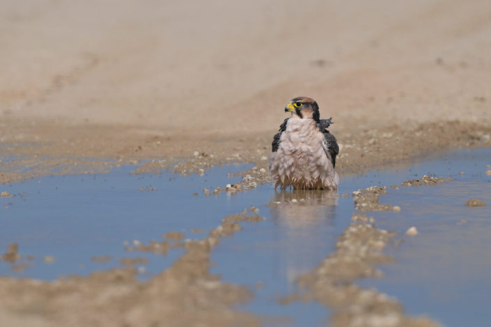 Raubvögel im KTP, Red-necked Falcon (Rotnackenfalke)