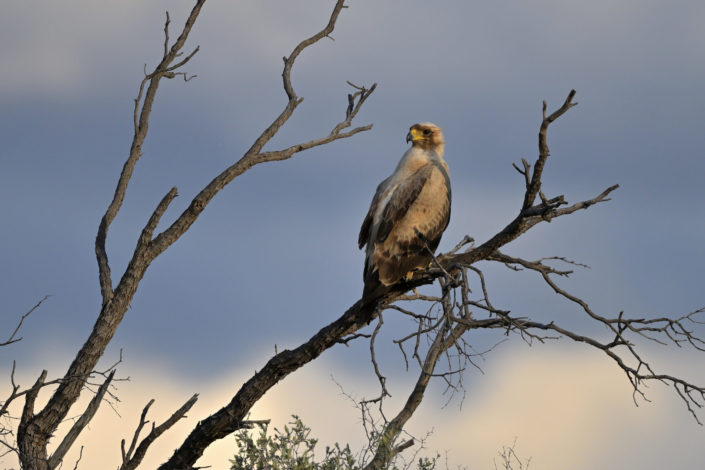 Raubvögel im KTP, Tawny Eagle (Raubadler)